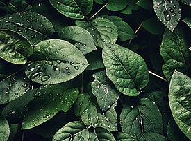 Le piante fresche simboleggiano l'ecocompatibilità di HaTelit C 40/17 eco