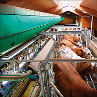 Lubratec Tube Cool sopra una stazione di mungitura per la ventilazione di raffreddamento delle vacche durante il processo di mungitura