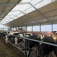 Colmo di luce come fonte di luce naturale quando si nutrono le mucche in una stalla da latte