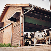 Tre Lubratec Tube Cool a distanza irregolare sul soffitto di un recinto per vitelli