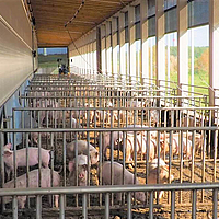 Schweine stehen in einem Schweineoffenstall, welcher aufgrund der seitlichen Wickellüftung mit reichlich Tageslicht geflutet wird