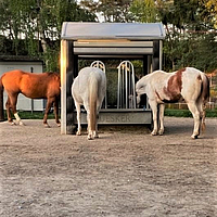 Tre cavalli mangiano nel fienile a tempo
