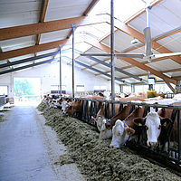 Vista dal basso di un ventilatore da soffitto Lubratec in una stalla per mucche