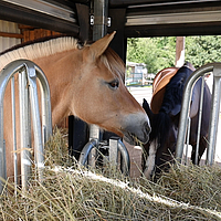 I cavalli mangiano il fieno dal rastrello del mangime