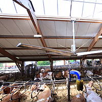 Vista laterale di un ventilatore da soffitto Lubratec in una stalla per mucche