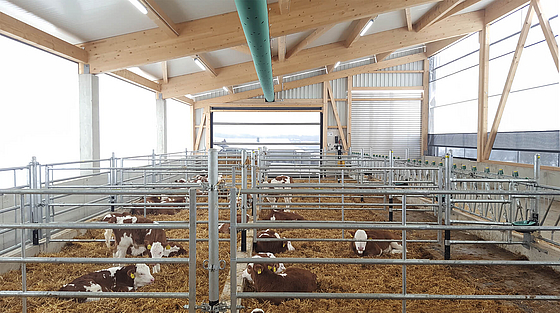 Stalla per vitelli sana realizzata con il concetto Lubratec per un allevamento sano dei vitelli