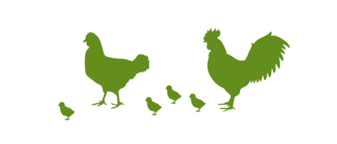 Illustrazione di galline e pulcini per i vantaggi dello strato di separazione Lubratec nell'avicoltura