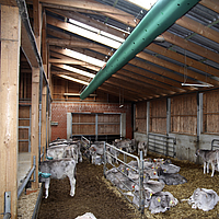 Vista dal basso di un Tube Air sul soffitto di una grande stalla per mucche