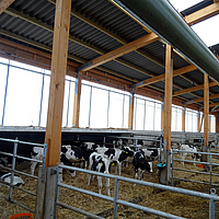 I vitelli stanno sotto i tubi di ventilazione Lubratec per migliorare il clima della stalla