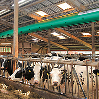 Vista laterale lontana dal basso del tubo di ventilazione Tube Air in una stalla per mucche