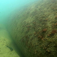 Immagine subacquea di tubi SoilTain colonizzati